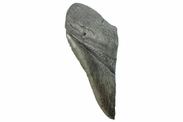 Partial Fossil Megalodon Tooth - South Carolina #289294